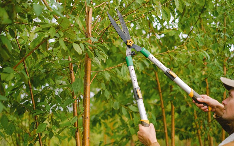 Tree trimming in Colliersville, NY